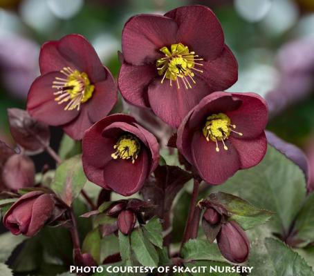 Helleborus HGC Ice n’ Roses® ‘Merlot’