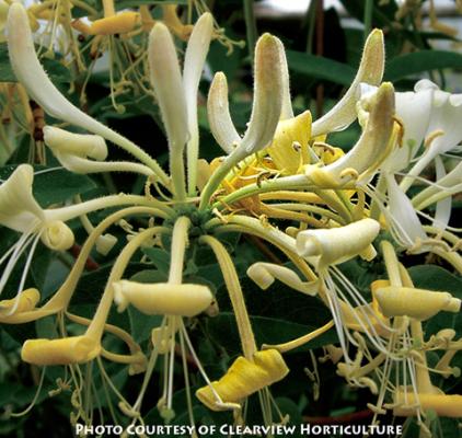 Lonicera Novosa (Honey Baby) ™