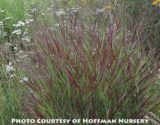 Panicum virgatum Shenandoah