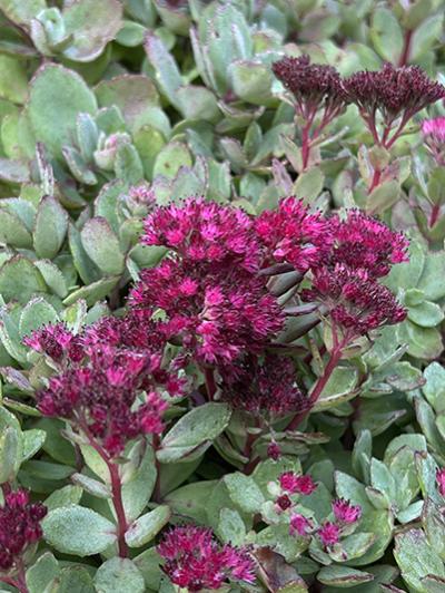 Sedum Vera Jameson