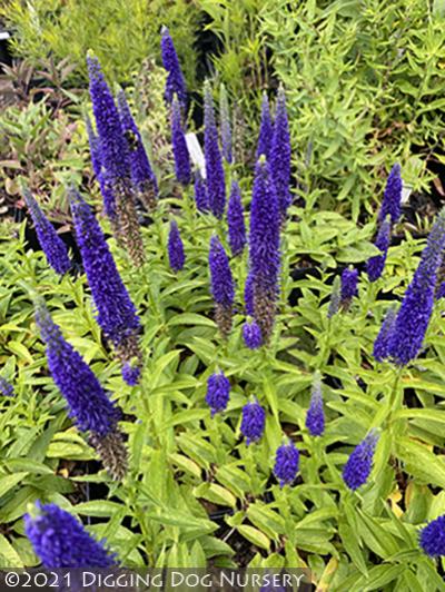 Veronica spicata Royal Candles