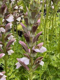 <em>Acanthus</em> ‘Morning's Candle’