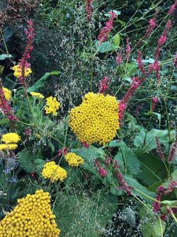 <em>Achillea filipendulina</em> ‘Parkers Variety’