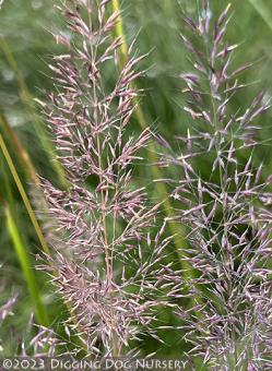 <i>Calamagrostis arundinacea</i> var. <i>brachytricha</i> ‘Caspian™’