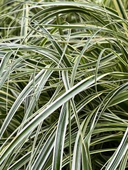 <i>Carex</i> ‘Feather Falls ™’