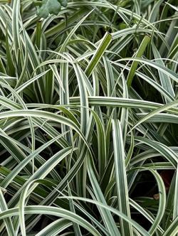 <i>Carex</i> ‘Silver Sceptre’