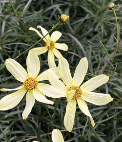 <em>Coreopsis verticillata</em> ‘Moonbeam’