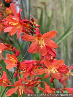 <em>Crocosmia</em> ‘Carmine Brilliant’