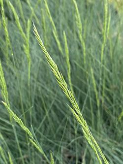 <i>Festuca ssp.</i> ‘Eilers Beauty™’