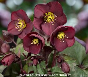 <i>Helleborus</i> ‘HGC Ice n’ Roses® ‘Merlot’’