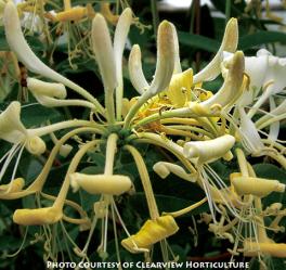 <i>Lonicera</i> x ‘Novosa (Honey Baby) ™’