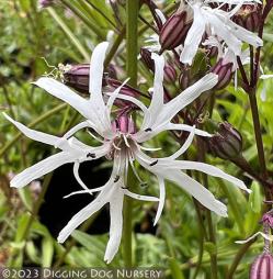 <em>Lychnis flo-cuculi</em> ‘White Robin’