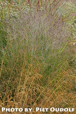 <i>Panicum virgatum</i> ‘Purple Tears’