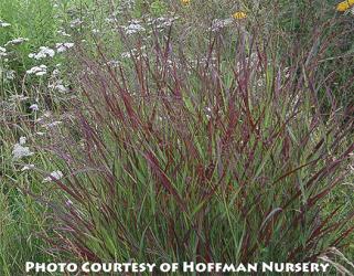 <em>Panicum virgatum</em> ‘Shenandoah’