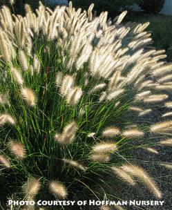 <em>Pennisetum alopecuroides</em> ‘Cassian’