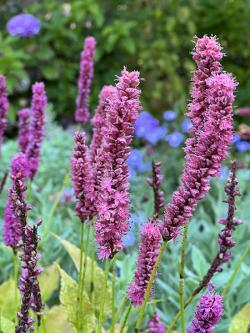 <i>Persicaria amplexicaulis</i> ‘Amethyst Summer®’