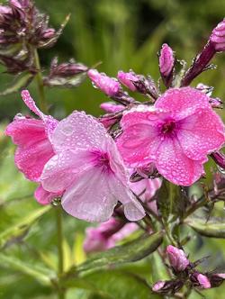<em>Phlox paniculata</em> ‘Olenka’