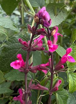 <em>Salvia involucrata</em> ‘Mulberry Jam’