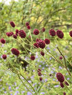 <i>Sanguisorba officinalis</i> ‘Martin’s Mulberry’