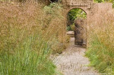 <em>Stipa gigantea</em> ‘’